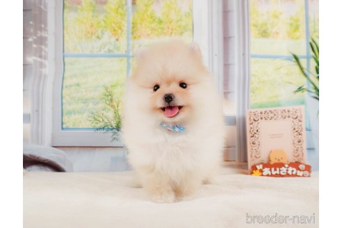 成約済の静岡県のポメラニアン-331821の8枚目